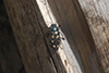 Buprestis novemmaculata